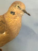 Halsbandduif met witte vleugels Taxidermie volledige montage, Nieuw