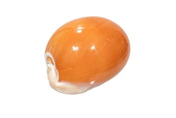 Golden Cowrie [ PIÈCE DE COLLECTION ] Support mural pour