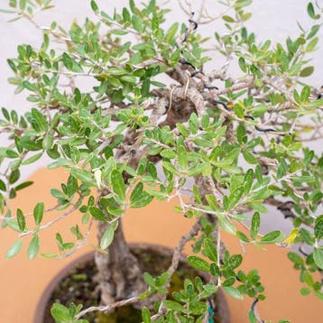 Olijf bonsai (Olea europaea) - Hoogte (boom): 45 cm - Diepte