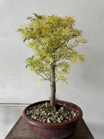 Japanese maple bonsai (Acer palmatum) - Hauteur (arbre) : 45