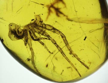 Ambre de Birmanie - Ambre - Burmese Amber with Large Fossil