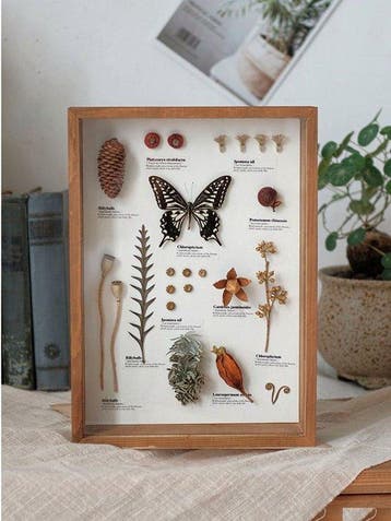 Diverse planten en een vlinder Taxidermie volledige montage