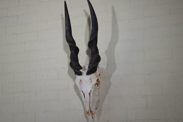 African Antelope Schedel - Common Eland - Taurotragus oryx -, Nieuw