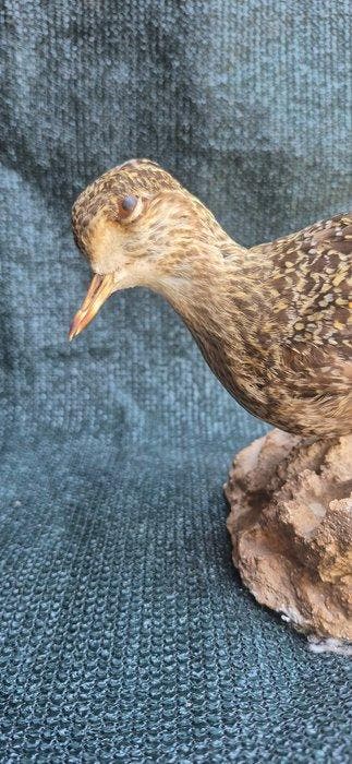 Goudplevier Taxidermie wandmontage - Pluvialis apricaria -
