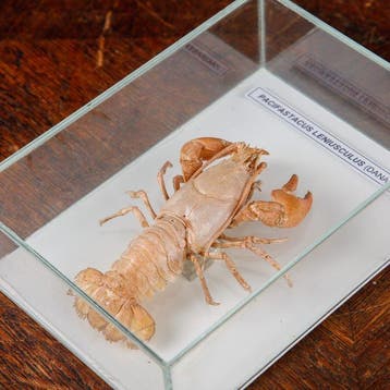 Curiositeiten van Marina uit Wunderkammer - Taxidermie
