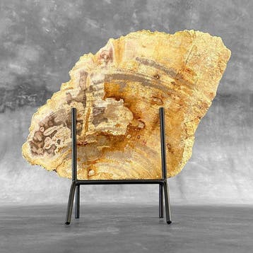 Prachtige snede van versteend hout op een op maat gemaakte