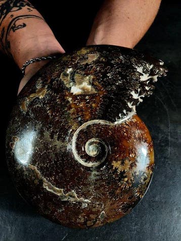 grote ammoniet met bewerkte mond - Gefossiliseerd dier -, Verzamelen, Nieuw
