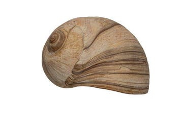 Uitstekende 90 mm GIANT Neverita didyma - Zeldzame, Nieuw