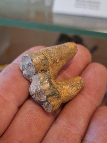 Verzameling grottenbeer, 11 stuks - Fossiele tanden - Ursus