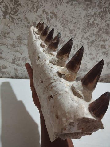 Mosasaurus - Gefossiliseerd dier - 49 cm - 16.5 cm, Verzamelen