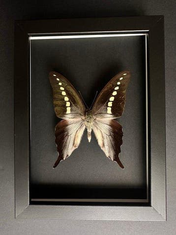 Vlinder Taxidermie volledige montage - Graphium Codrus - Le
