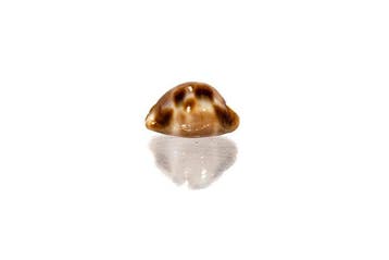 >>> geruite kaurischelp  GEM  met gegevensblad Taxidermie