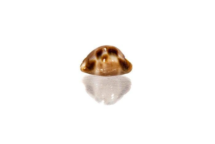>>> geruite kaurischelp  GEM  met gegevensblad Taxidermie, Collections, Collections Animaux