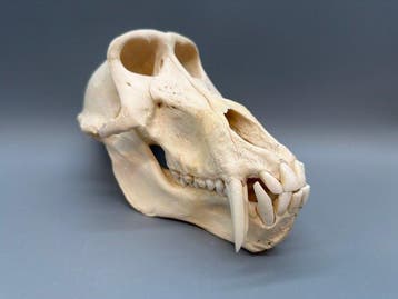 Aap Schedel van een zoogdier - Papio Ursinus - 12 cm - 12 cm, Nieuw