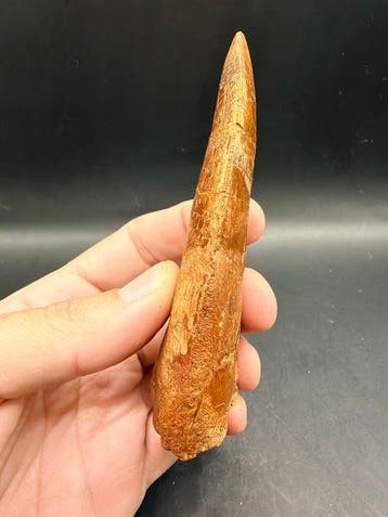 Dinosaurus - Fossiele tand - carcharodontosaurus saharicus -, Verzamelen