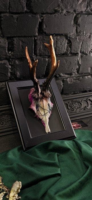 Ree Gesneden schedel - Caproleus caproleus - 15 cm - 11 cm -