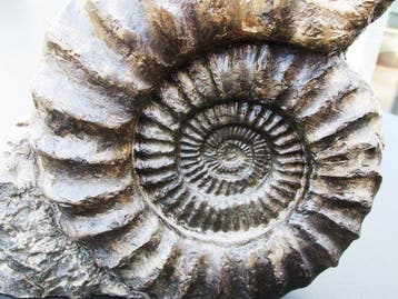 Ammoniet - Gefossiliseerde schelp - Arietites bucklandi - 32