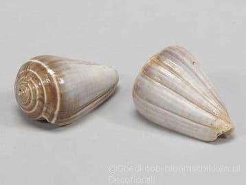 Conus Blue Valai Poo schelpen 5 stuks