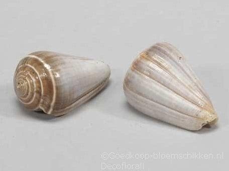 Conus Blue Valai Poo schelpen 5 stuks, Hobby & Loisirs créatifs, Bricolage