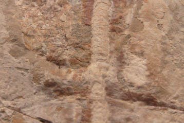 Vis - Gefossiliseerd dier - Libanopristis hiram - 30 cm - 24
