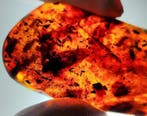FOSSlL-AMAZING!! Dominicaans amber- 34 g, Verzamelen