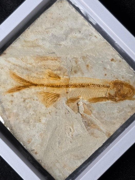 Vis - Gefossiliseerd dier - Lycoptera - 11 cm (Zonder, Collections, Minéraux & Fossiles