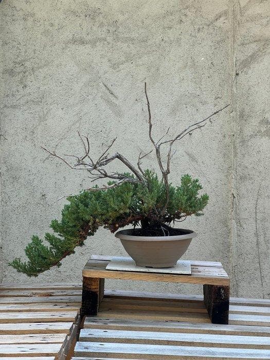 Jeneverbes bonsai (Juniperus) - Hoogte (boom): 36 cm -, Antiquités & Art, Curiosités & Brocante