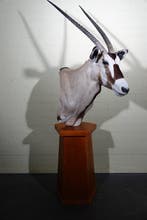 Gemsbok géant Crâne - Oryx gazella - 90 cm - 195 cm - 42 cm-, Nieuw