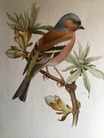 Kronen-Verlag Erich Cramer Hamburg. - Belle planche