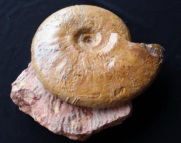 Ammoniet - Gefossiliseerde schelp - Leioceras opalinum - 18