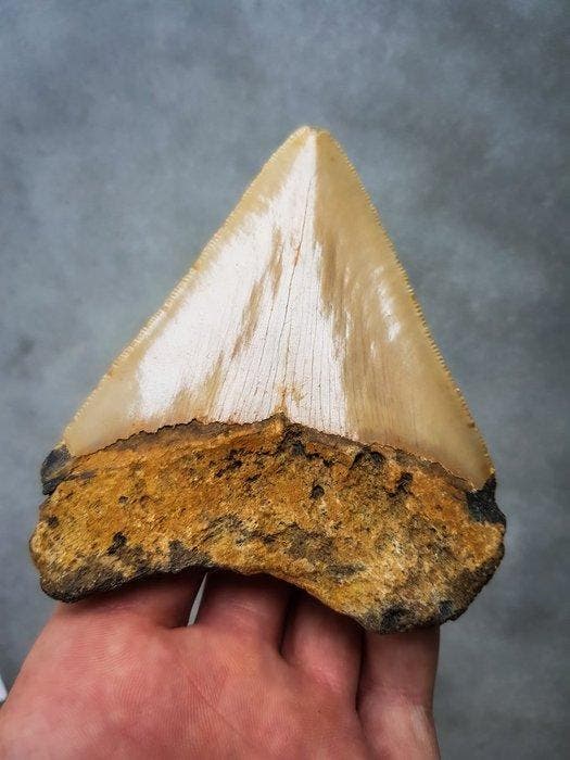 Megalodon - Fossiele tand - 100 mm - 91 mm, Verzamelen, Mineralen en Fossielen