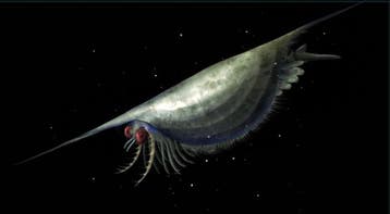 Een van de vroegste geleedpotigen uit de Cambrianische
