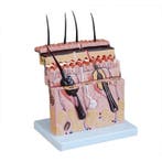 Anatomisch model diepe huidstructuur ST-ATM 94, Verzenden