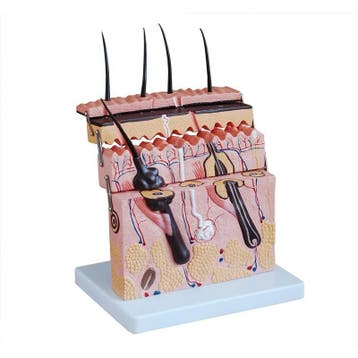 Anatomisch model diepe huidstructuur ST-ATM 94, Verzenden