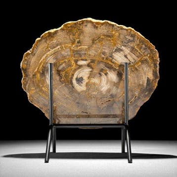 Indrukwekkende grote schijf versteend hout op een maatwerk