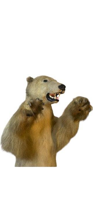 Ours polaire Support de corps entier pour taxidermie - URSUS, Collections, Collections Animaux