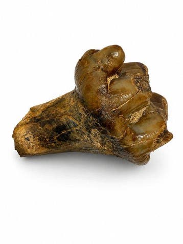 Mastodont - Fossiele tand - 4.8 cm - 4.5 cm, Verzamelen