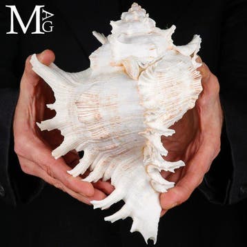 Chicoreus Ramosus - De meest spectaculaire schelpen in de