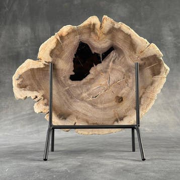 Magnifique tranche de bois pétrifié sur un socle