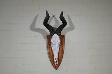 Hartebeest skull Schedel - Alcelaphus buselaphus - 33 cm -, Verzamelen, Dierenverzamelingen, Nieuw