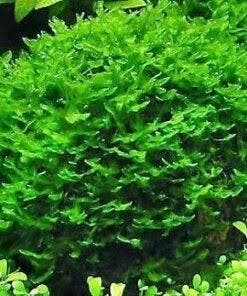 Tropica Solenostoma tetragonum - Pearl moss - 1-2-grow!, Dieren en Toebehoren, Vissen | Aquaria en Toebehoren, Verzenden, Nieuw