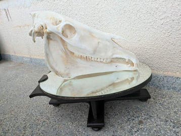 Paard Schedel - Equus ferus caballus (Non-CITES) 60cm -, Nieuw