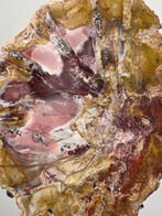 Fossiel hout - Gefossiliseerd hout - Araucaria