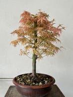 Japanese maple bonsai (Acer palmatum) - Hoogte (boom): 45 cm