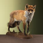 Vos Taxidermie Opgezette Dieren By Max, Ophalen of Verzenden, Nieuw, Wild dier, Opgezet dier