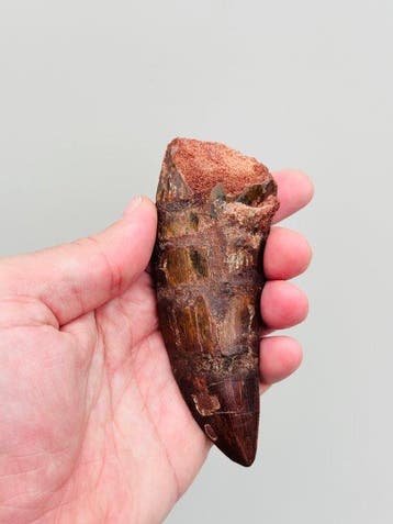 Theropoda - Fossiele tand - Carcharodontosaurus - 11.2 cm -