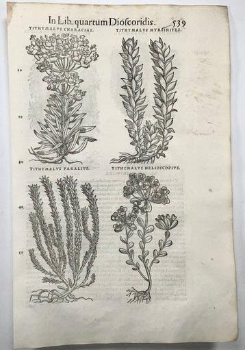 Mattioli, P.A. - 5 folios with 18 woodcuts, Botany, Herbs -