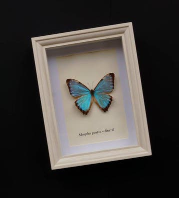 Vlinder Taxidermie volledige montage - Morpho portis - 20.5