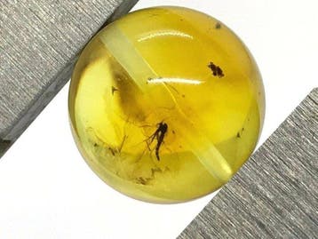 Tijdcapsule: perfect rond Baltisch amberbol met een, Antiek en Kunst