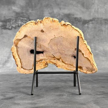 Magnifique tranche de bois pétrifié sur un socle